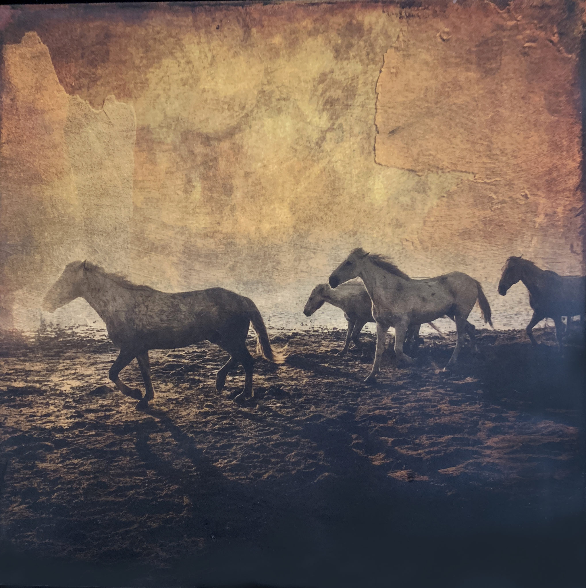 Digital collage of Camargue horses By Susan Bloom.