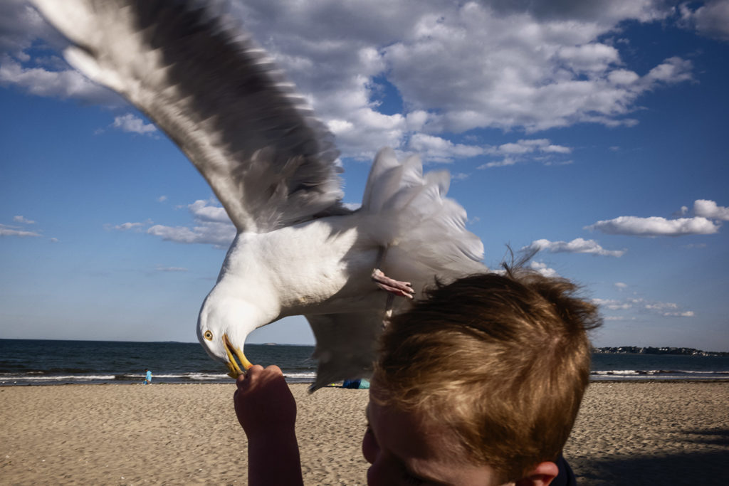 Seagull stealing a piece of food from a child's hand