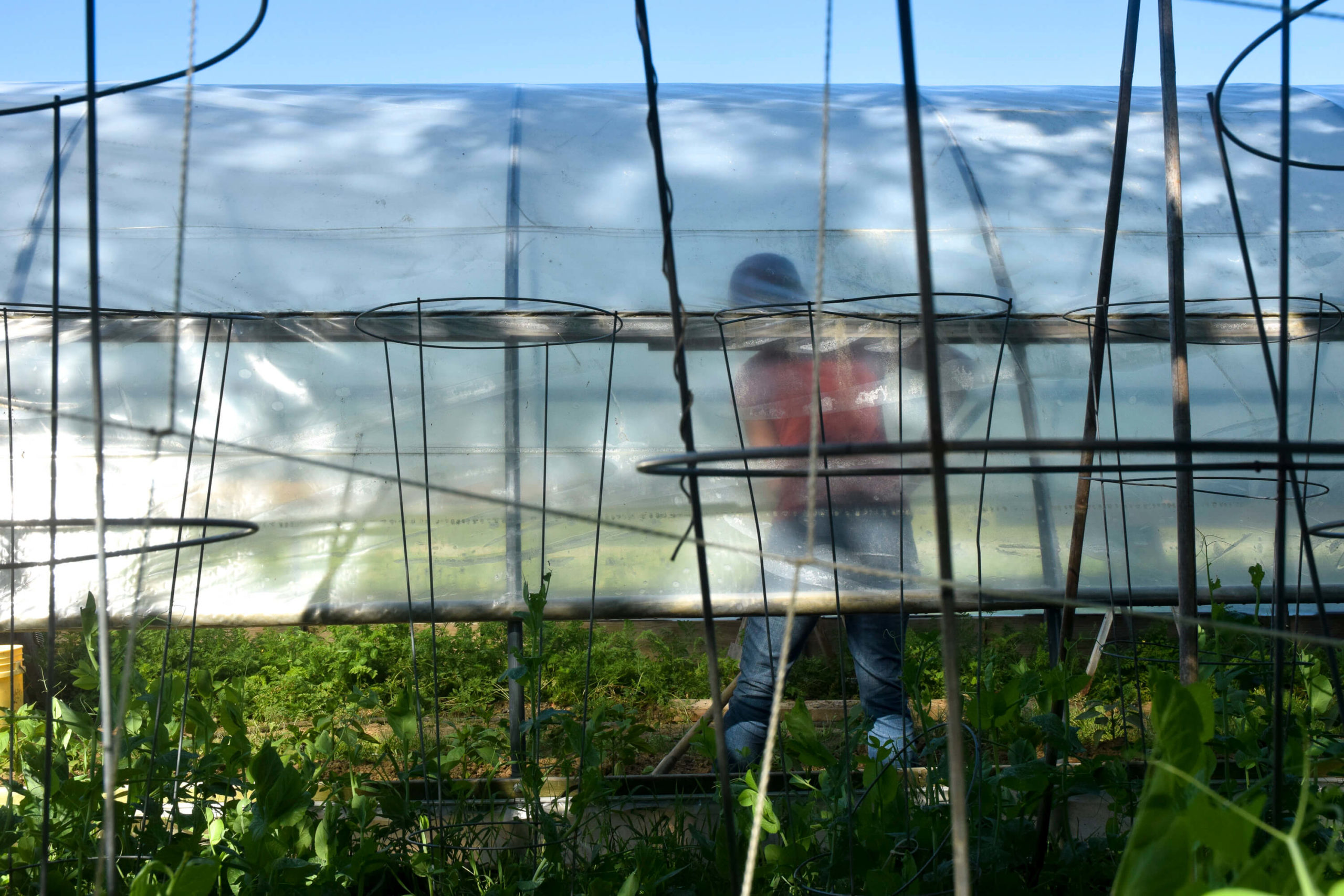 Person working in a greenhouse