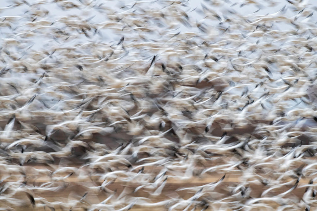 Snow geese blurred in flight - By Cliff Zenor