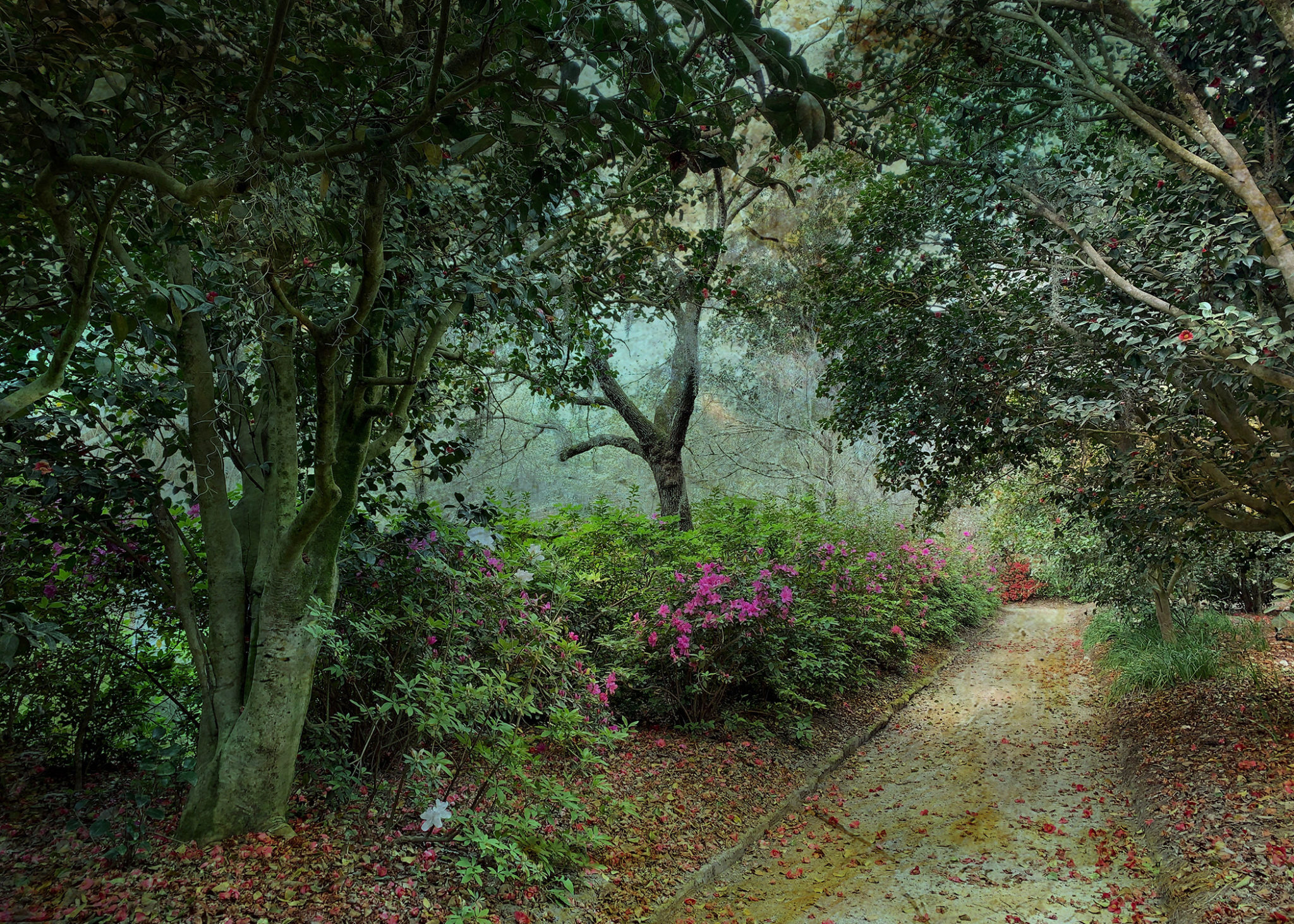 Photo of Charleston Path using an iPhone By Susan Bloom
