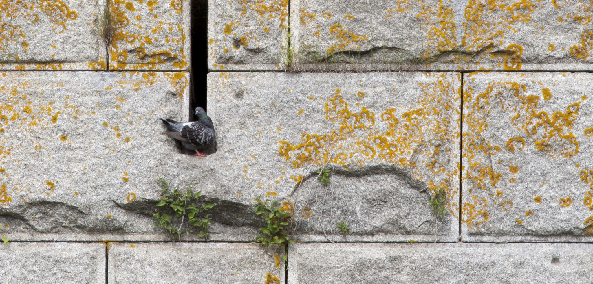 A block wall with a pigeon hiding in a crack. Photo by Lee Anne White