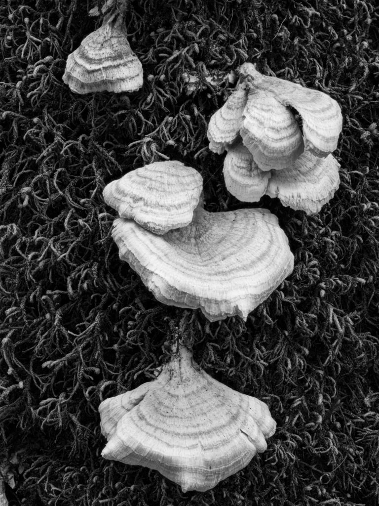 Tremont Mushroom - By Tillman Crane