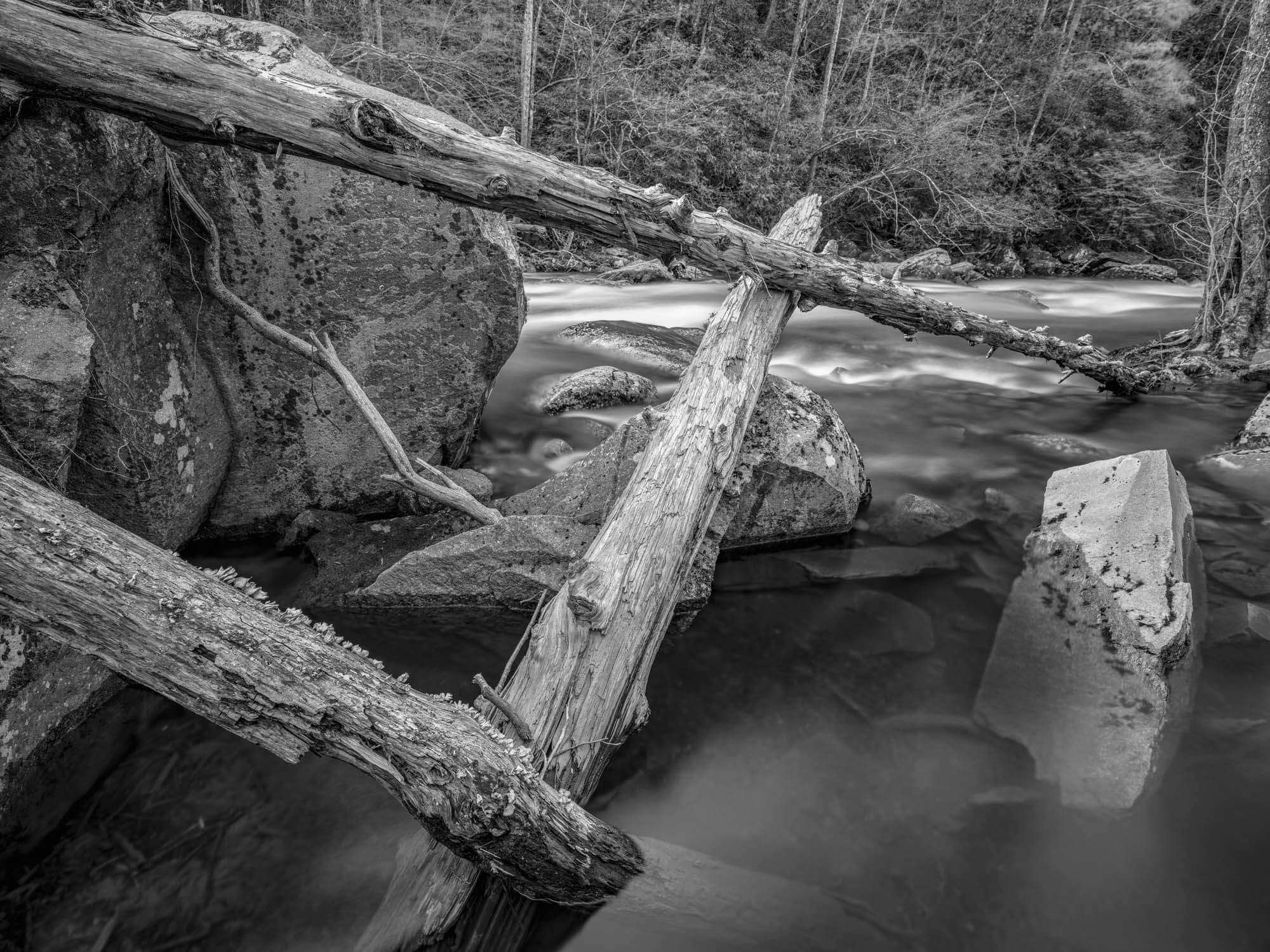 Triangle trees Little River (Great Smoky Mountains) - By Tillman Crane