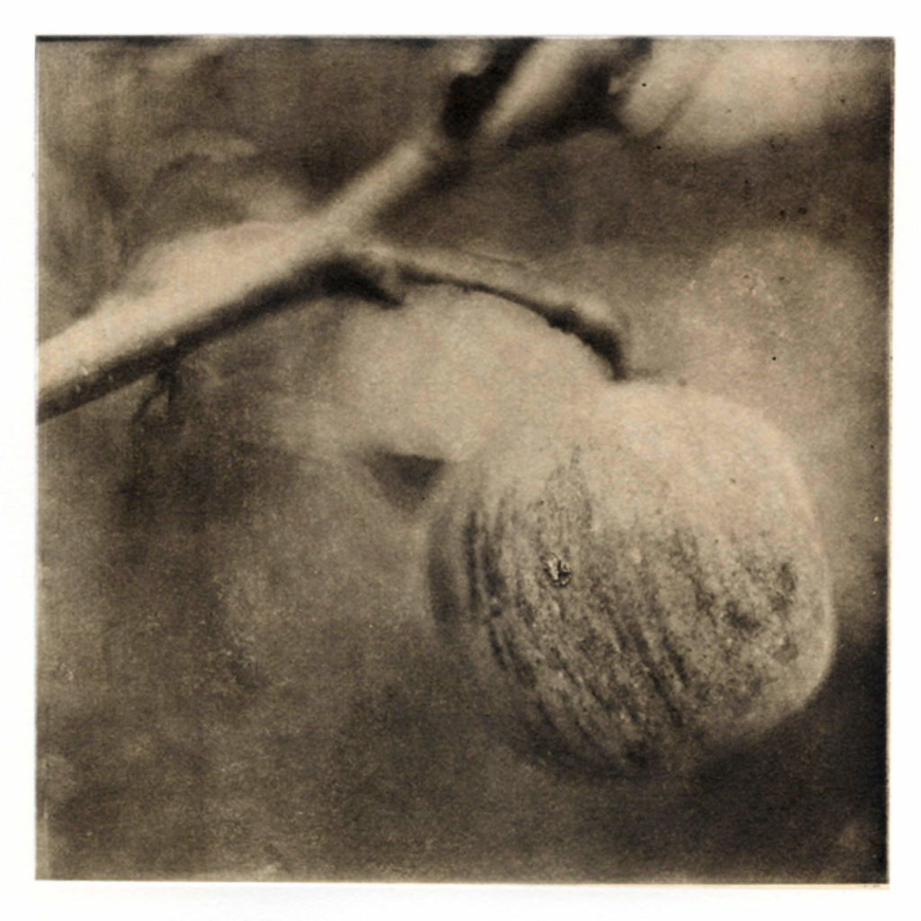 Print of an apple hanging from a tree