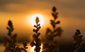 Sunset in the background with plants in the foreground.