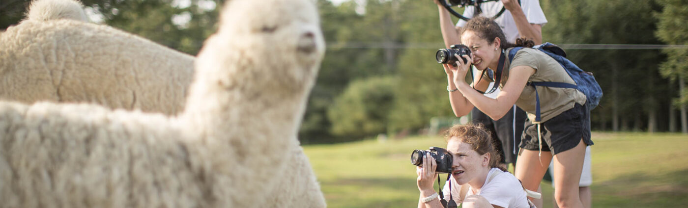 Maine Media Academy photography students enjoying the Alpacas