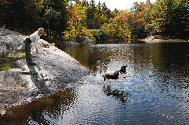 Dog diving into the water in fall - by Mauricio Handler