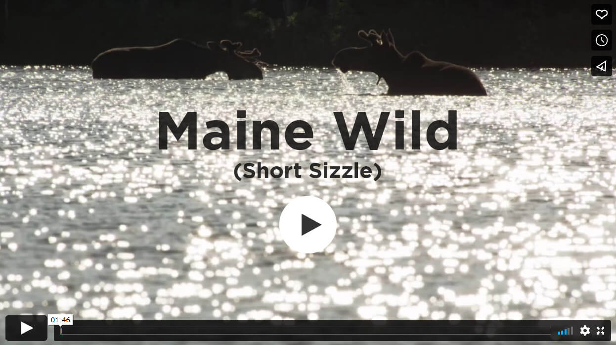 Maine Wild - Short Sizzle placeholder