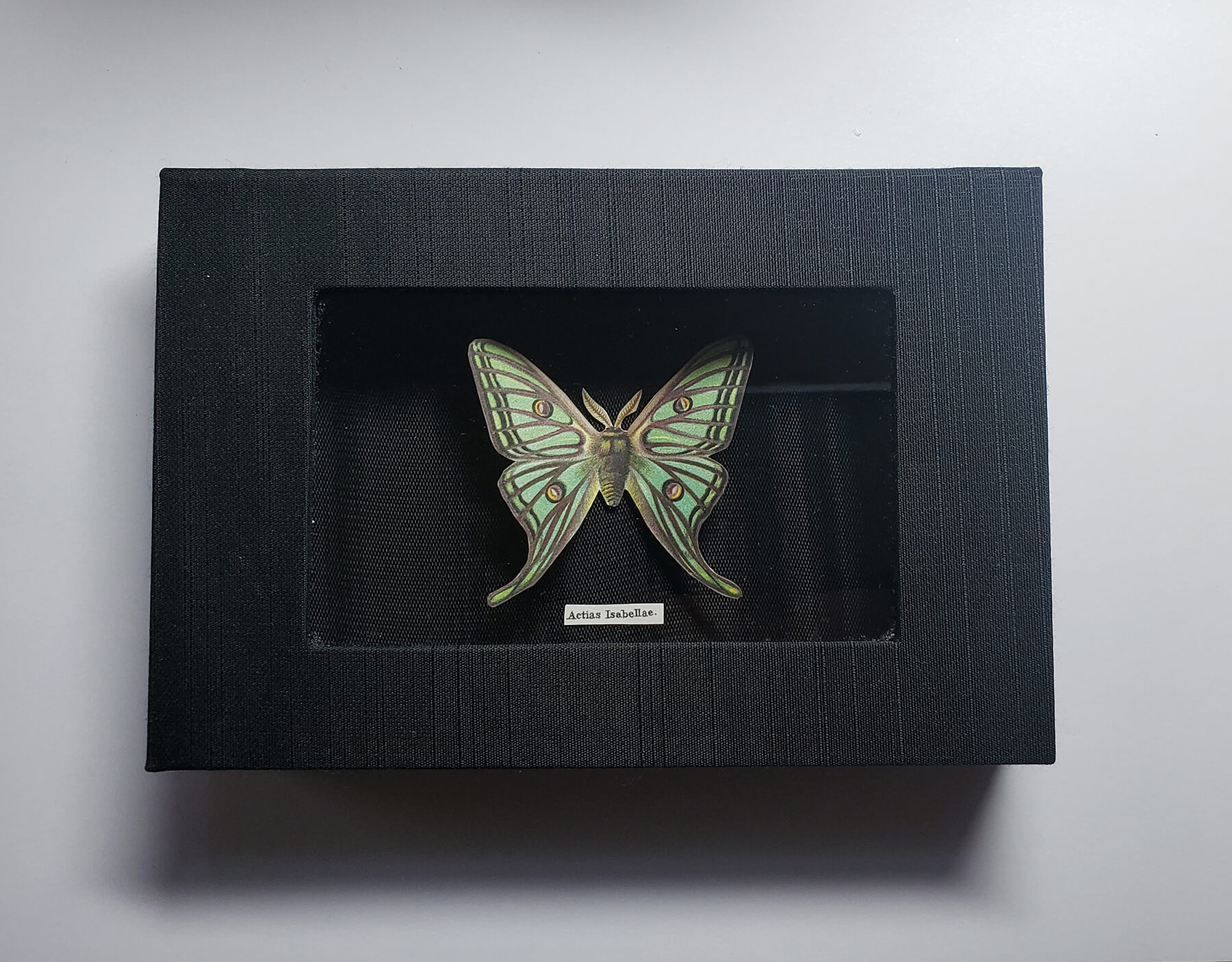 A butterfly sitting within a handmade magnetic box
