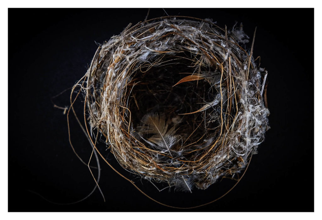 Louise Barbee, Empty Nest