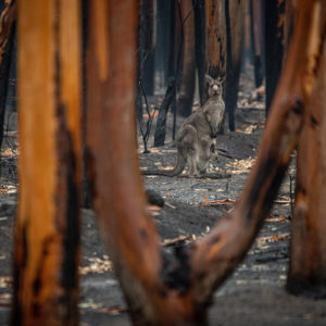 Bush fire caused by Climate Change - Photo by Jo Anne Mcarthur
