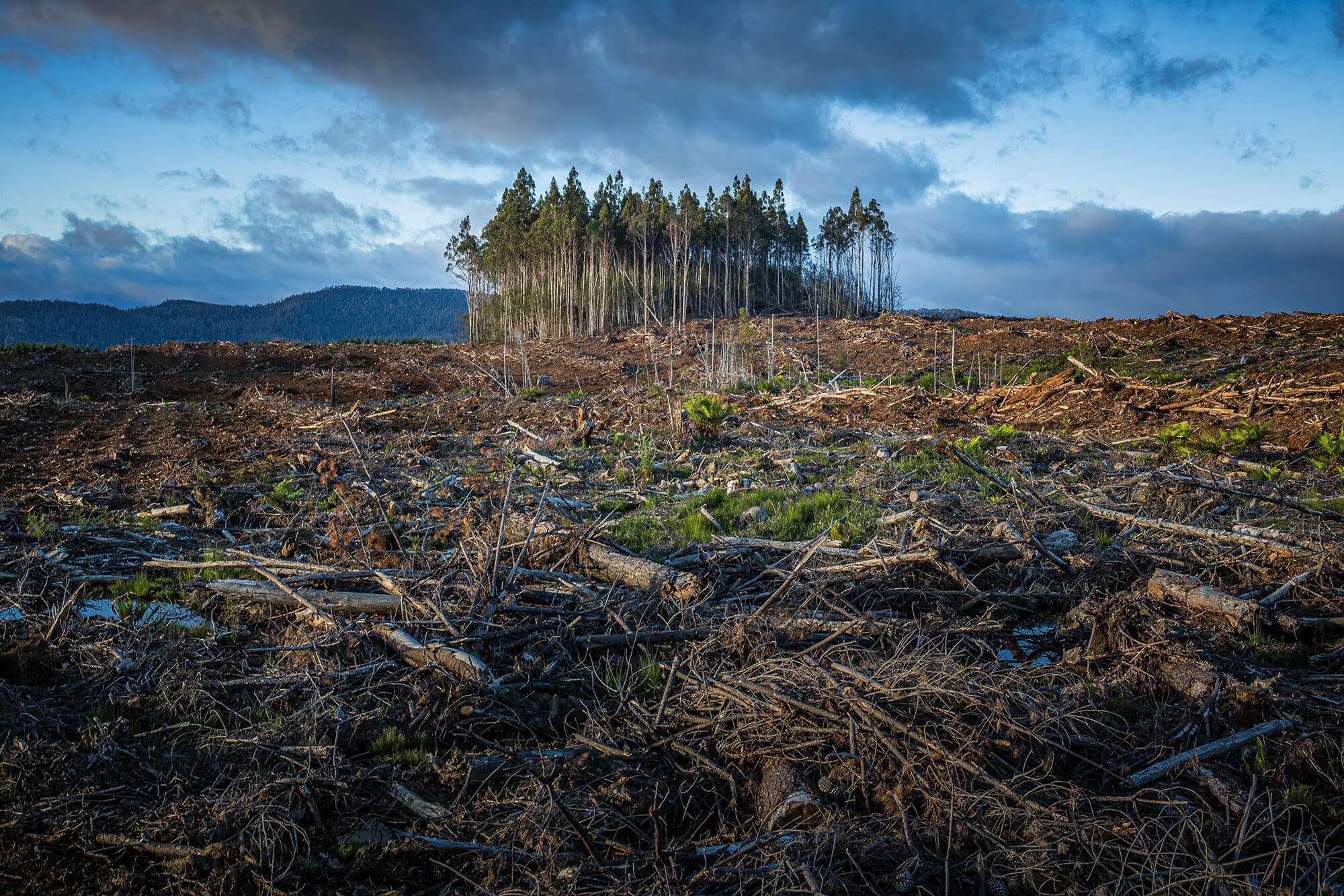 Deforestation and climate change in Tasmania Australia - Photo by Matt Palmer