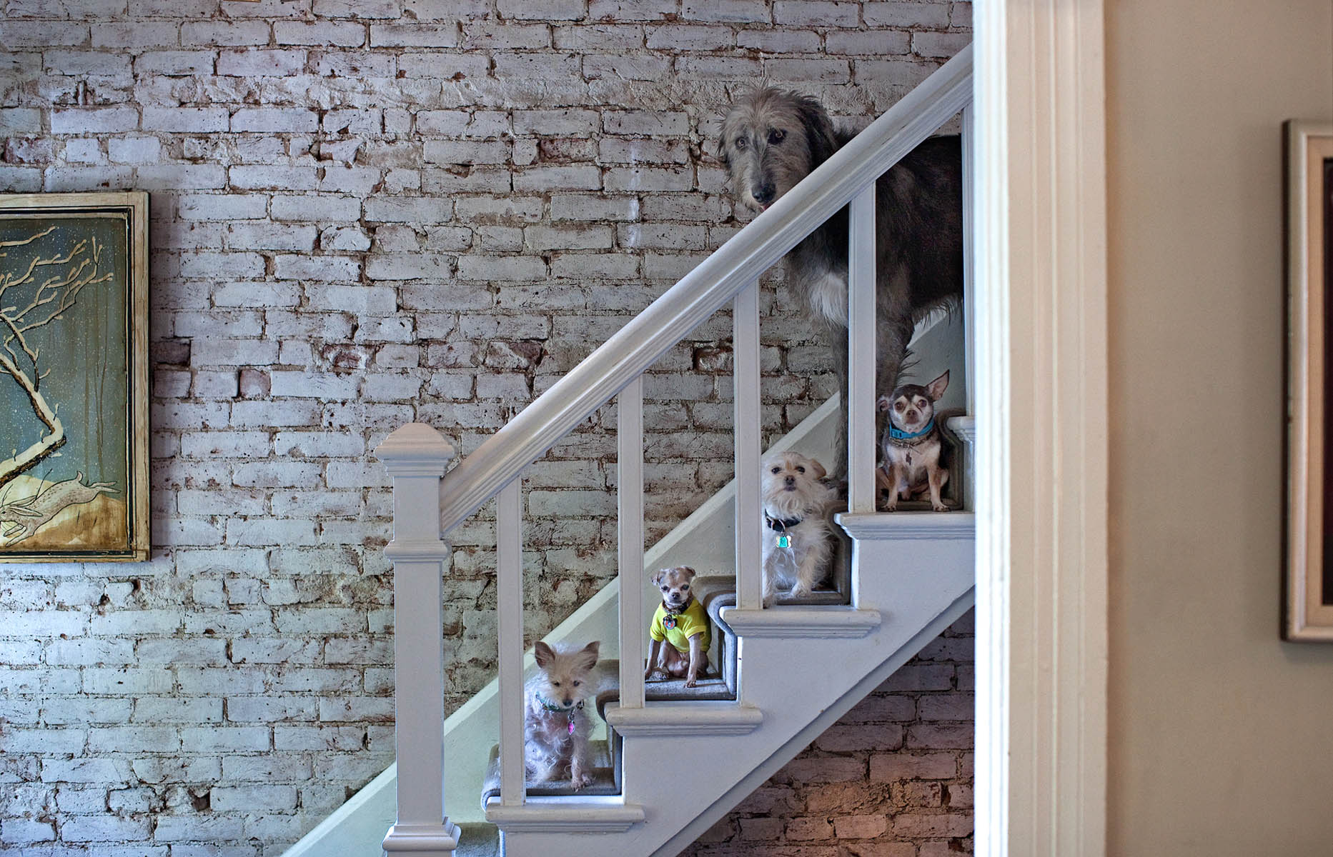 Dog coming down the stairs - Nancy LeVine
