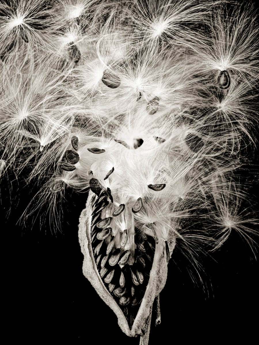 Fireworks (Milkweed Pod 1), ME, 2020 - By Tillman Crane