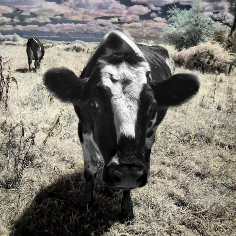 Hand colored photograph of a cow looking at the camera - By Laurie Klein