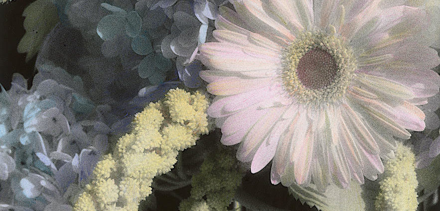 Hand colored photograph of a flower up close - By Laurie Klein