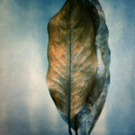 Magnolia 2022 (Tricolor gum bichromate over cyanotype) - By Diana Bloomfield