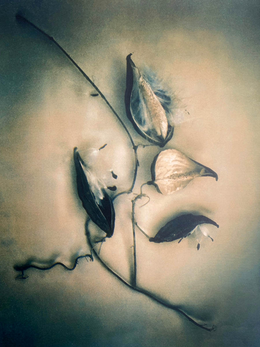 Milkweed Pods (Tricolor gum bichromate) - By Diana Bloomfield