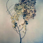 Pink Hydrangea, 2022 (Tricolor gum bichromate over cyanotype) - By Diana Bloomfield