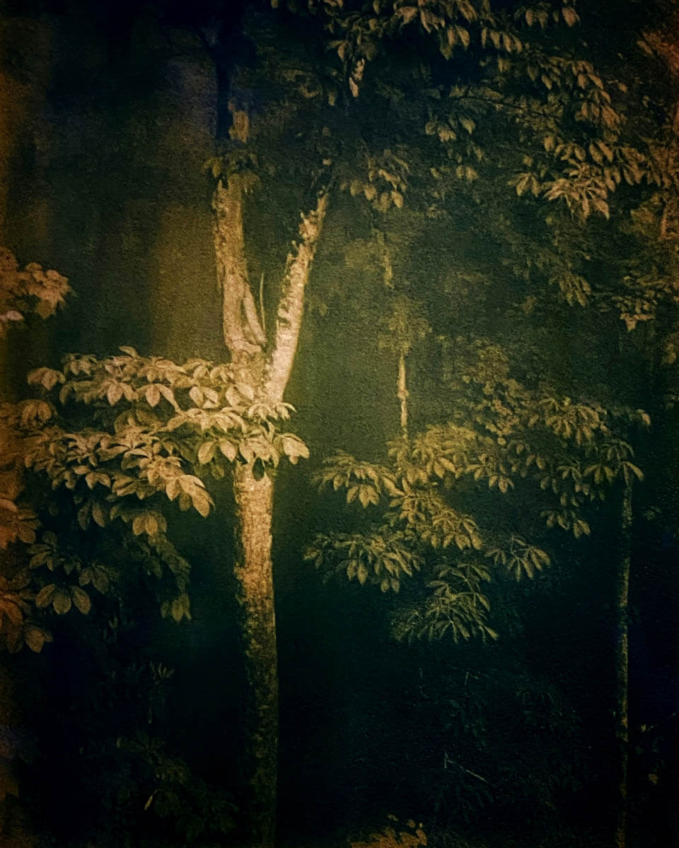 Tree in Fog, Saul’s Camp (Tricolor gum bichromate) - By Diana Bloomfield