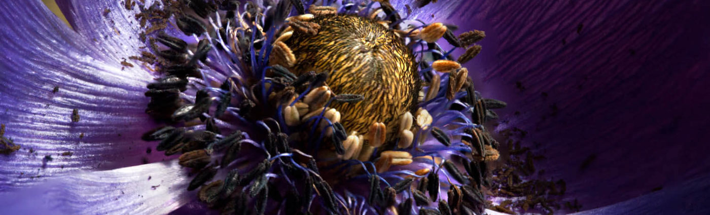 Close up of a beautiful purple flower