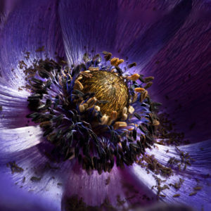 Close up of a beautiful purple flower