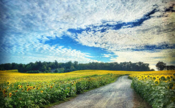 Sunflower fields - By Susan Bloom
