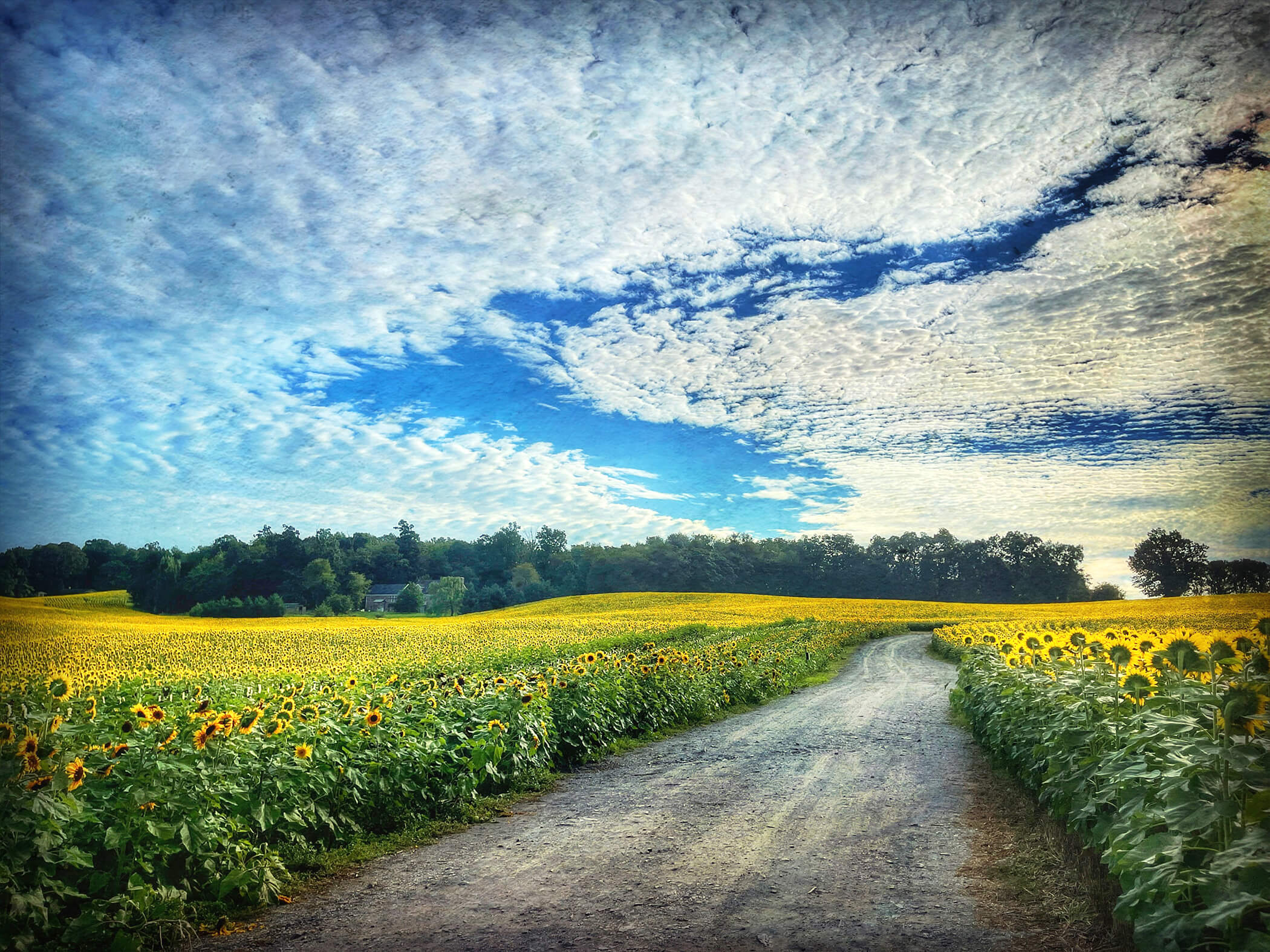 Sunflower fields - By Susan Bloom