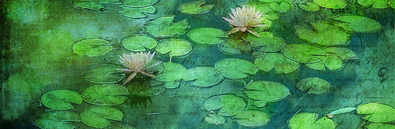 Waterlillies for Maine - By Susan Bloom