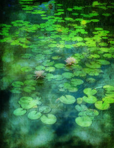 Waterlillies for Maine - By Susan Bloom