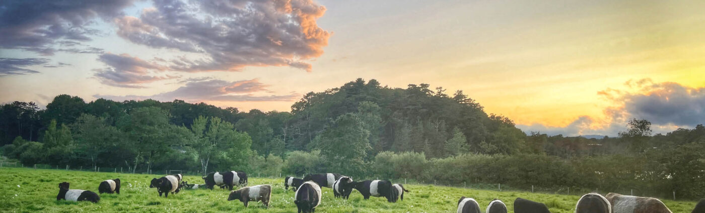 Belted Galloway Cows - By Sue Bloom