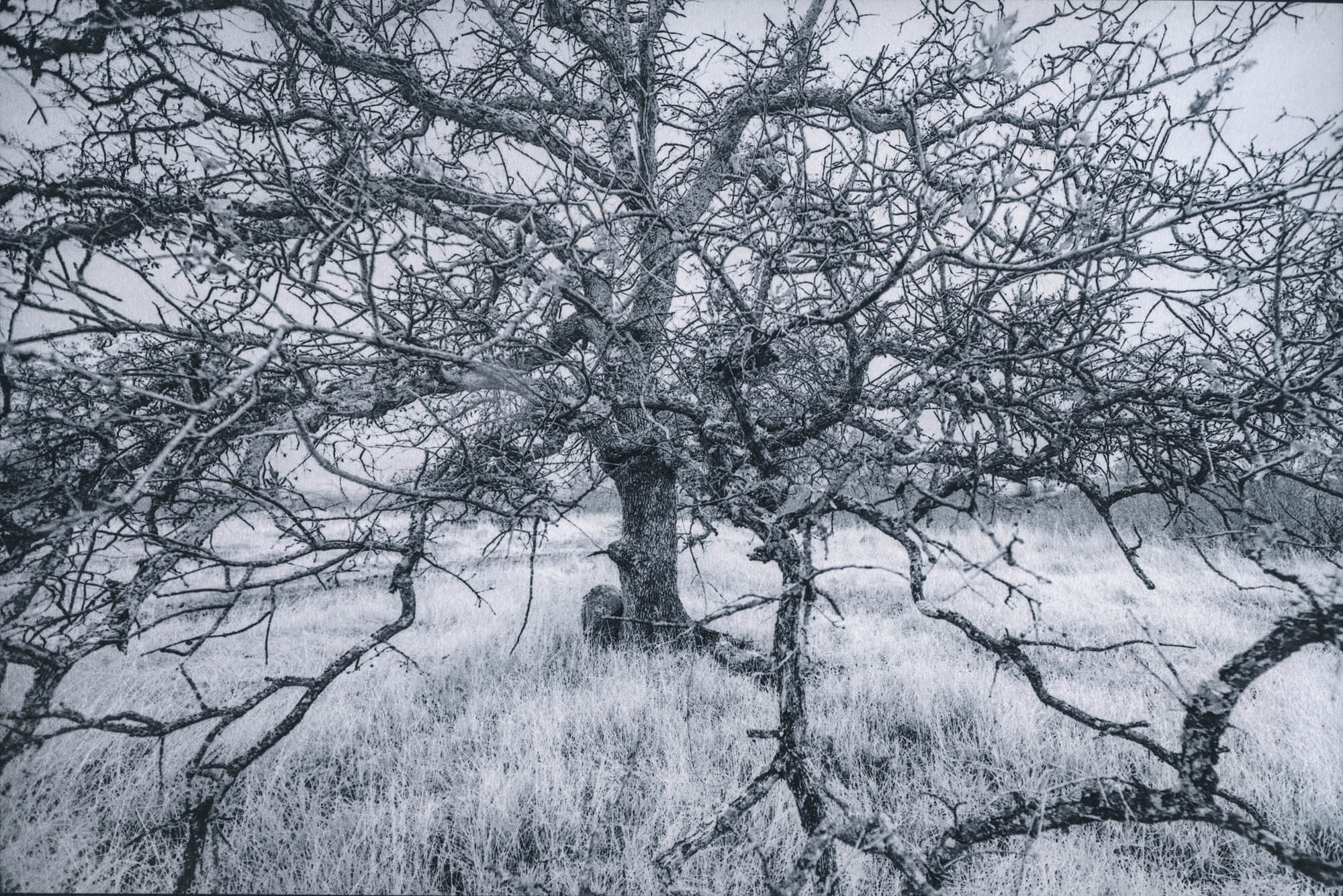 Hooker Oak Pre-exposure humidity - By Christina Z. Anderson