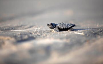 Image of a single baby turtle on a beach by Lauren Owens Lambert